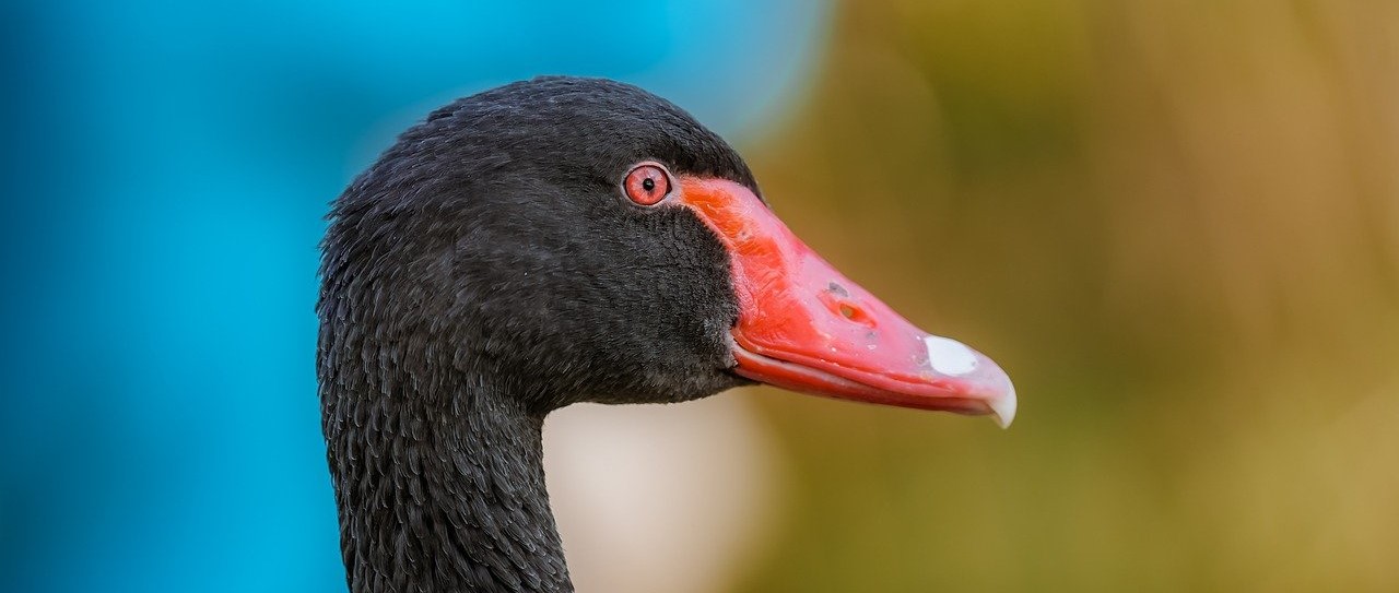 Black Swan on the Horizon: Are You Prepared?